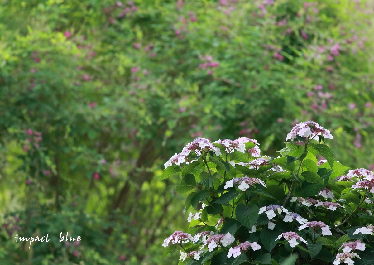a0355908_15090943.jpg