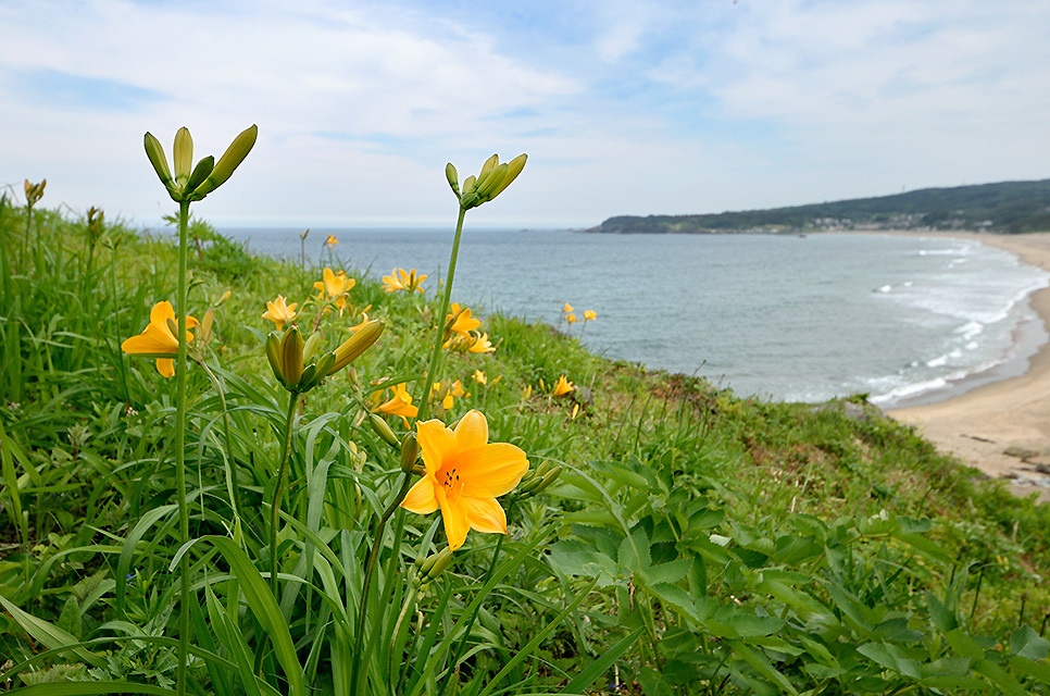 八戸　キュートお花畑　その壱_d0346212_23044981.jpg