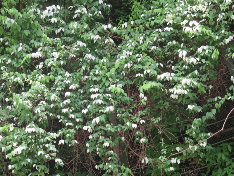 f0182513_23540276.jpg