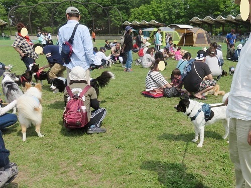 待ちに待ってた｢犬の大運動会｣ ⑥_c0084117_18330555.jpg