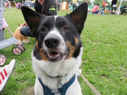 待ちに待ってた｢犬の大運動会｣ ⑥_c0084117_18343313.jpg