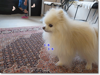 b0167519_17233963.gif