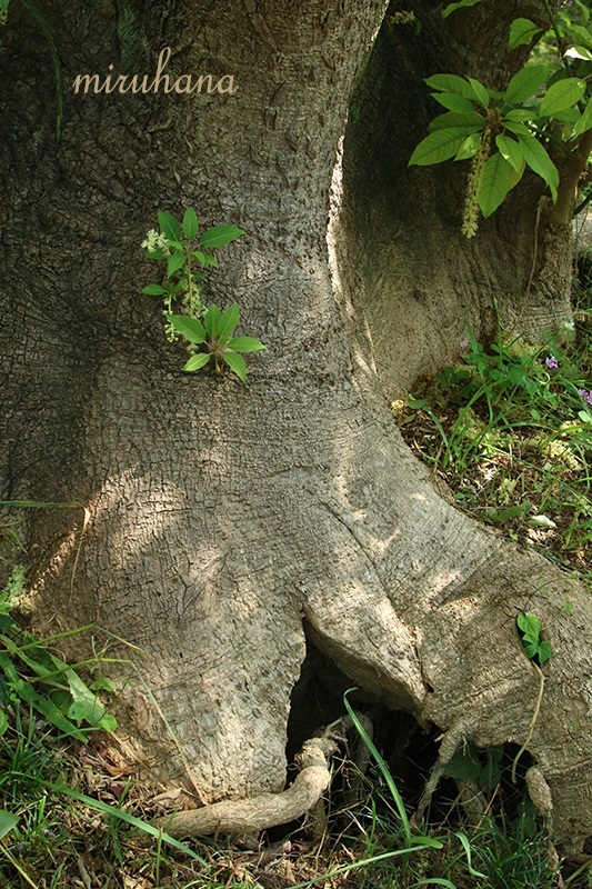 c0037519_00353601.jpg