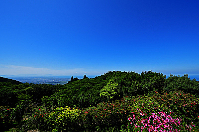 花の開花、スケール、ボリューム。蝶が連動する！自然界の摂理とは？見えて来たものは全く違う次元の世界！？_b0169522_00141752.jpg