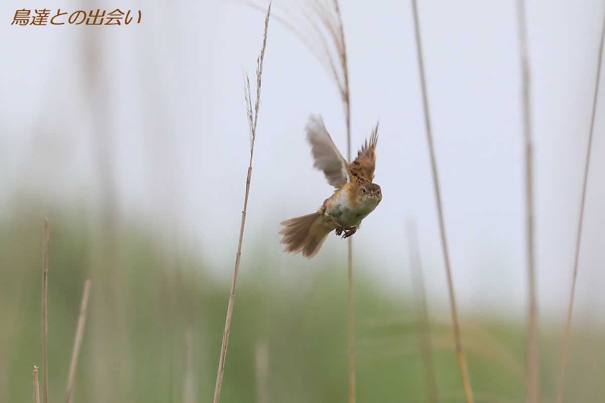 オオセッカ・・・Japanese Marsh Warbler_e0139623_19332446.jpg