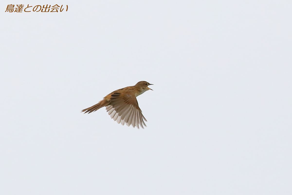 オオセッカ・・・Japanese Marsh Warbler_e0139623_19334265.jpg