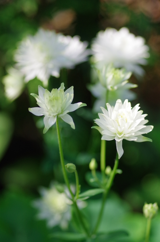 * 庭の記録2018⑤～今年の一番乗りの薔薇*_d0179328_16281282.jpg