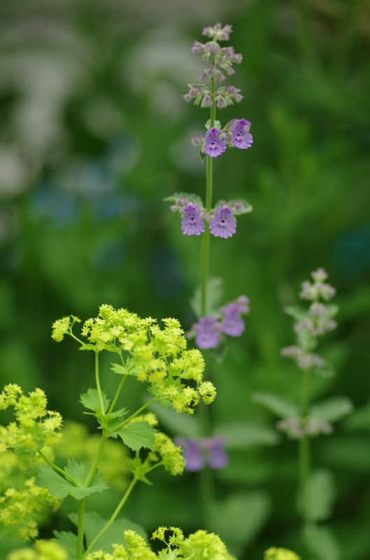 * 庭の記録2018⑤～今年の一番乗りの薔薇*_d0179328_16500234.jpg