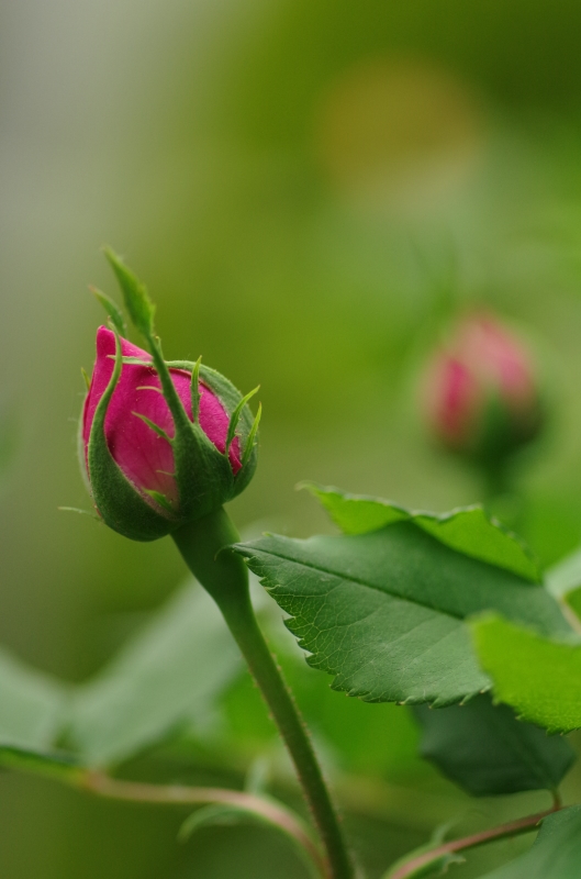 * 庭の記録2018⑤～今年の一番乗りの薔薇*_d0179328_17111807.jpg