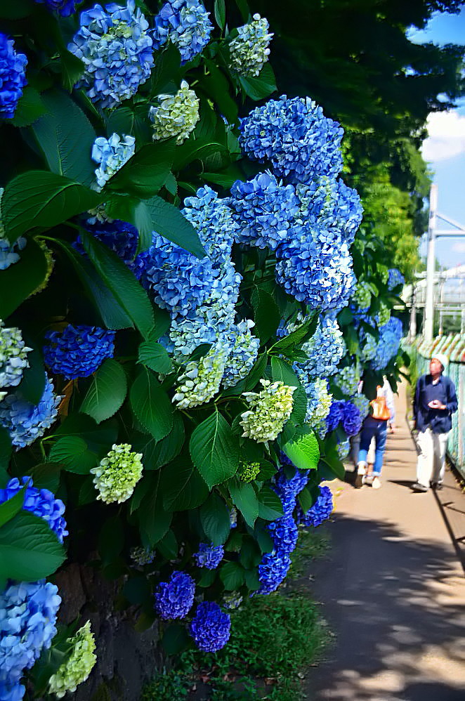 新世紀大江戸百景　その５　沿線の紫陽花_a0287533_23084063.jpg