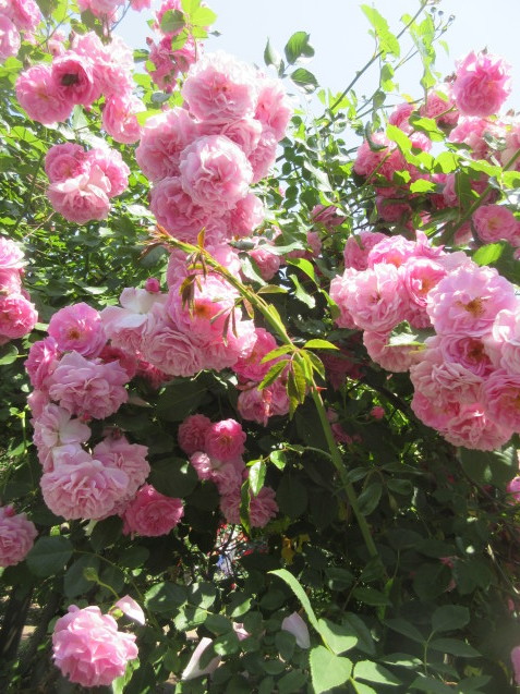 二宮家ばら園_c0117936_18073777.jpg