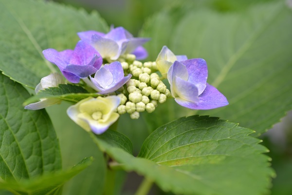 紫陽花と夏の準備_d0282139_09193718.jpg