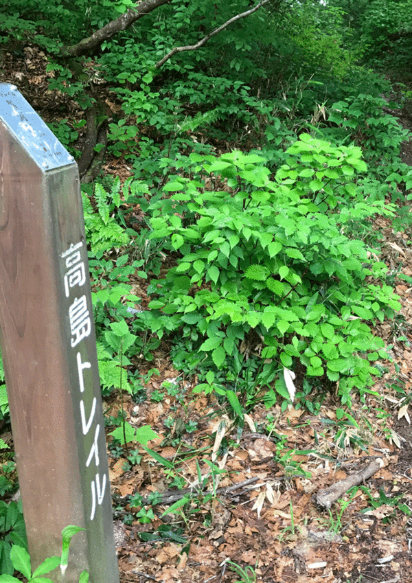 e0371039_15192895.gif