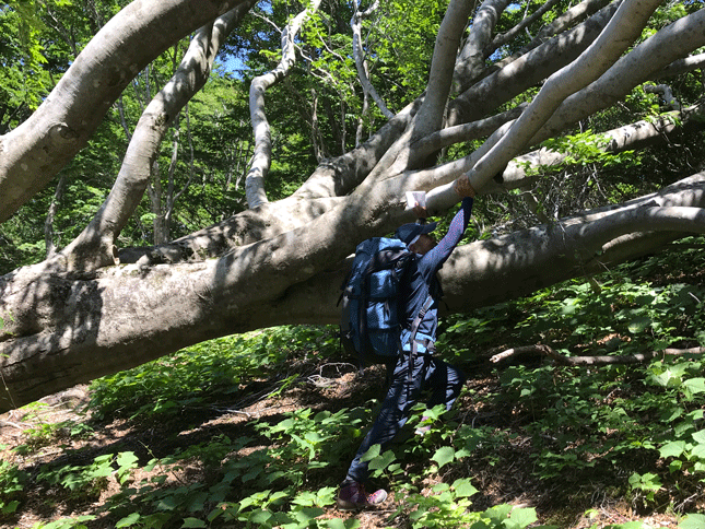 e0371039_15202019.gif