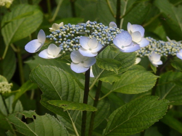 a0054240_20174401.jpg