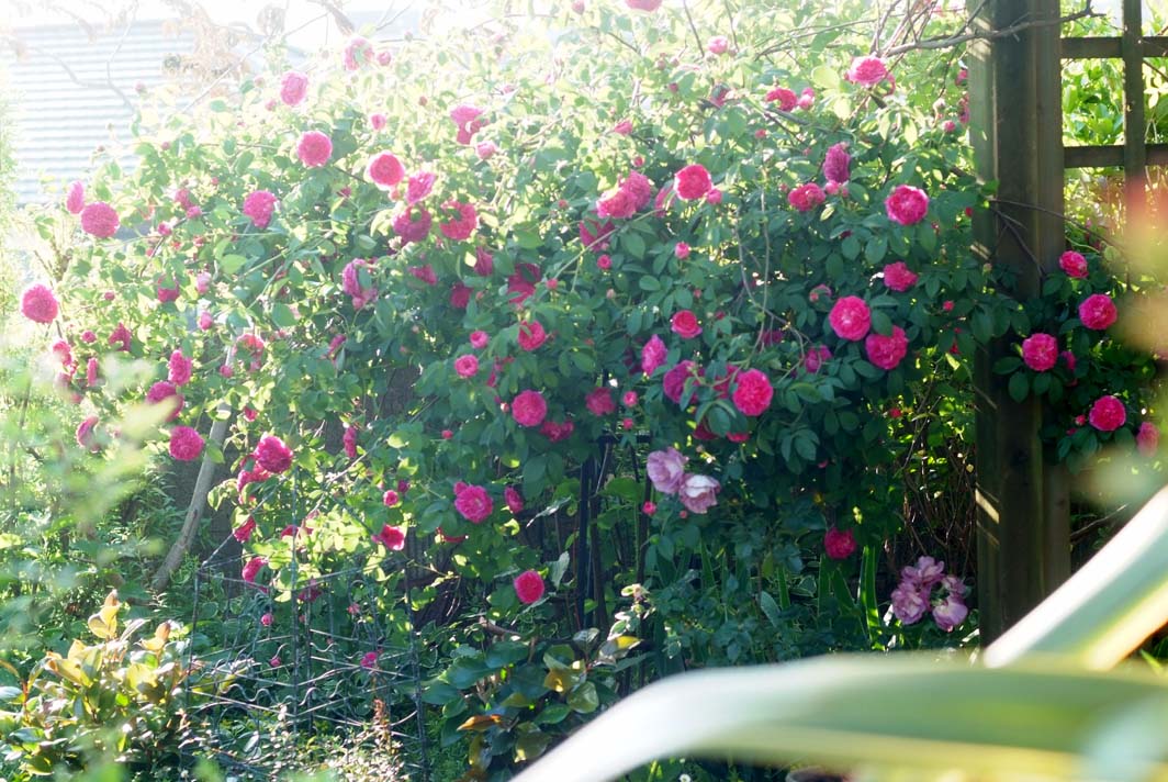 b0075541_14361414.jpg