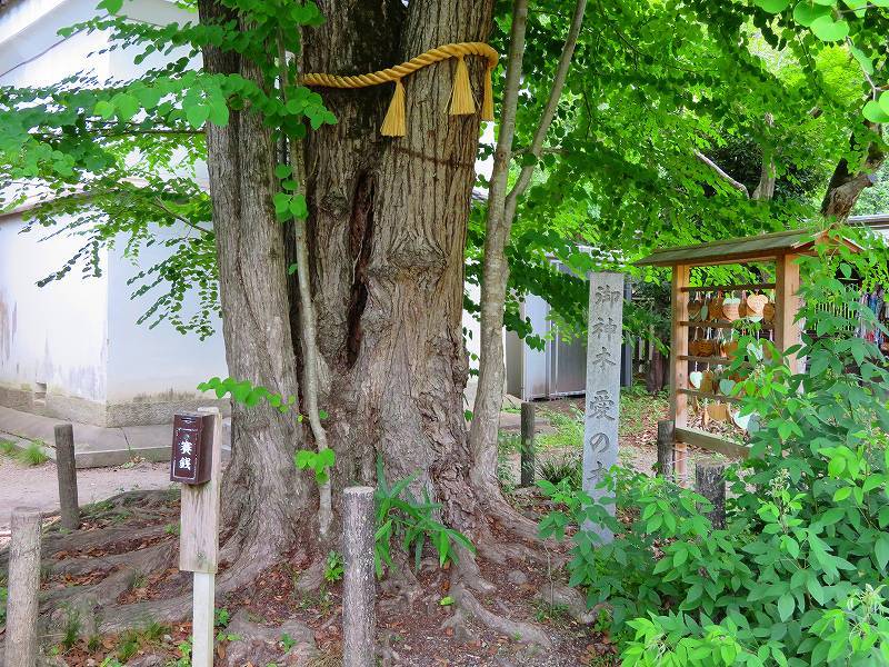 梨木神社(京都御苑)20180604_e0237645_19090450.jpg