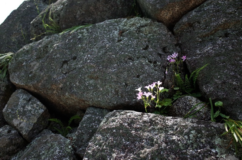 f0169147_11061020.jpg