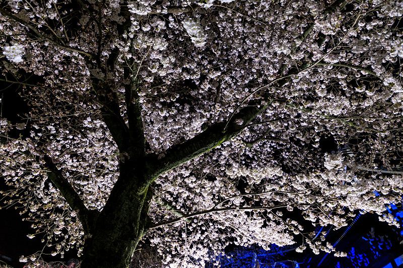 桜咲く京都2018　妙顕寺ライトアップ_f0155048_833167.jpg