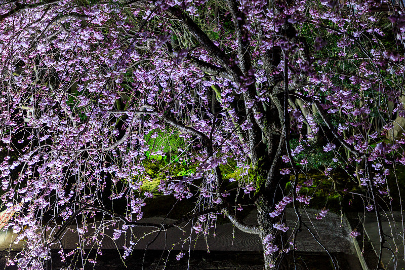 桜咲く京都2018　妙顕寺ライトアップ_f0155048_85429.jpg