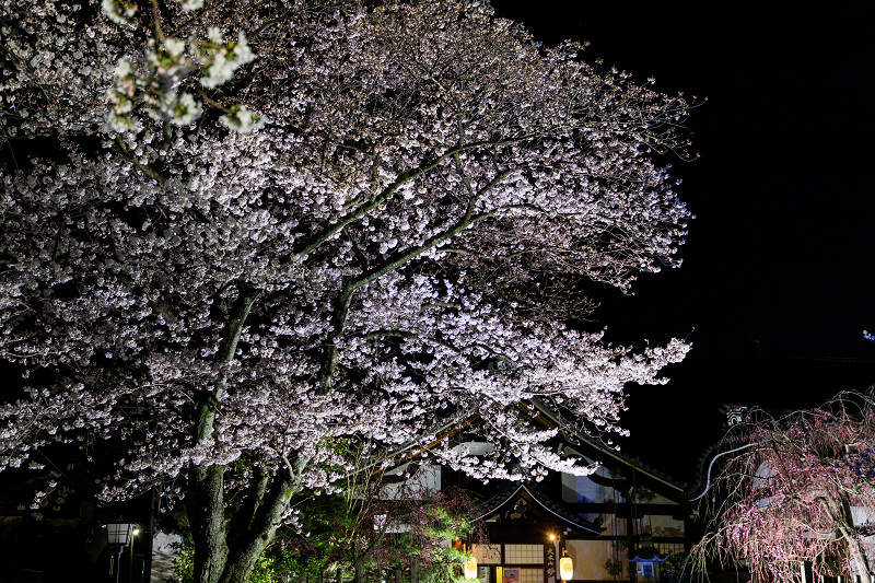 桜咲く京都2018　妙顕寺ライトアップ_f0155048_87126.jpg