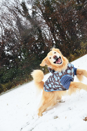 雪ーーーー♪_f0044853_10345986.jpg