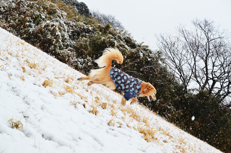 雪ーーーー♪_f0044853_10353406.jpg