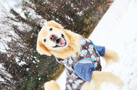 雪ーーーー♪_f0044853_10382706.jpg