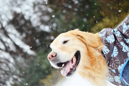 雪ーーーー♪_f0044853_10384253.jpg