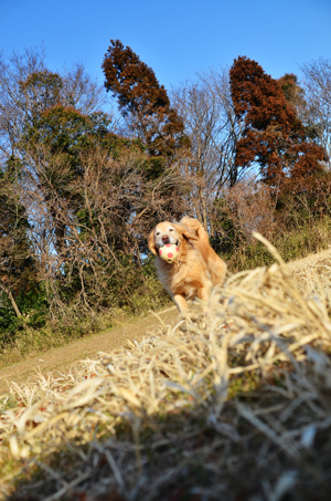 善い筋肉育て　見習おう♪_f0044853_13144457.jpg