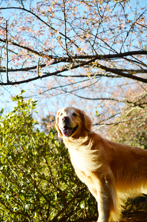 3月になりました♪　河津桜ちゃんチラホラです♪_f0044853_14095892.jpg