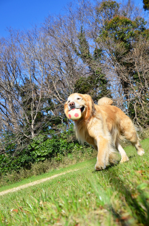 柔らかなエネルギー_f0044853_21131448.jpg