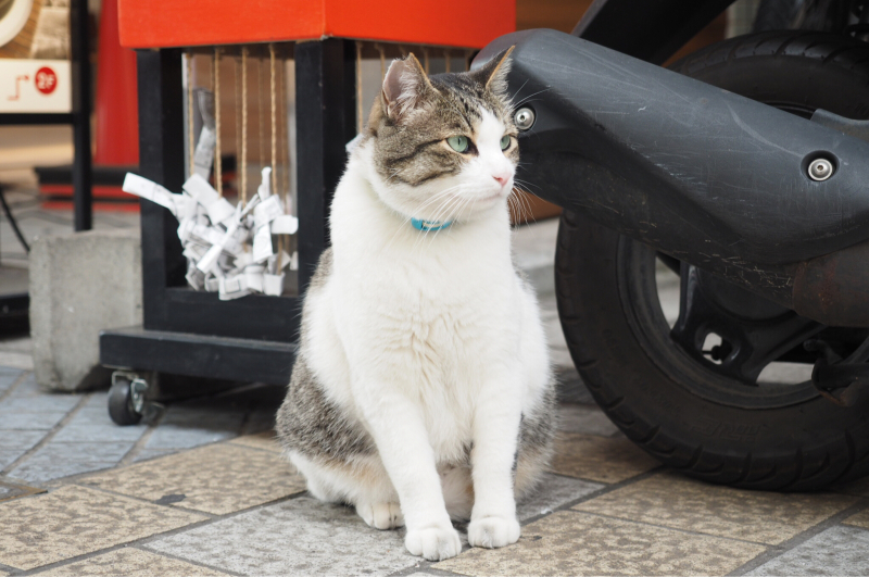 【吾輩は猫】道後温泉ハイカラ通りの看板ネコさん_b0008655_14380478.jpg