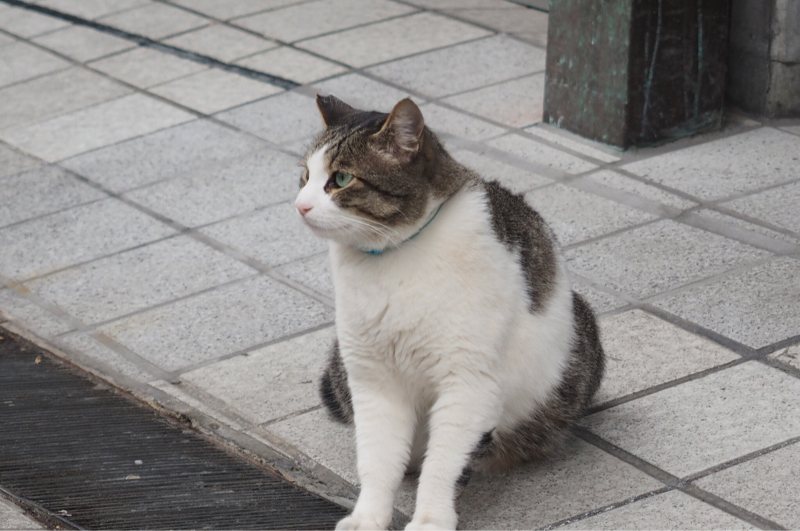 【吾輩は猫】道後温泉ハイカラ通りの看板ネコさん_b0008655_14394433.jpg