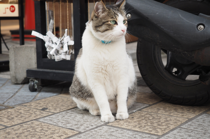 【吾輩は猫】道後温泉ハイカラ通りの看板ネコさん_b0008655_14410300.jpg