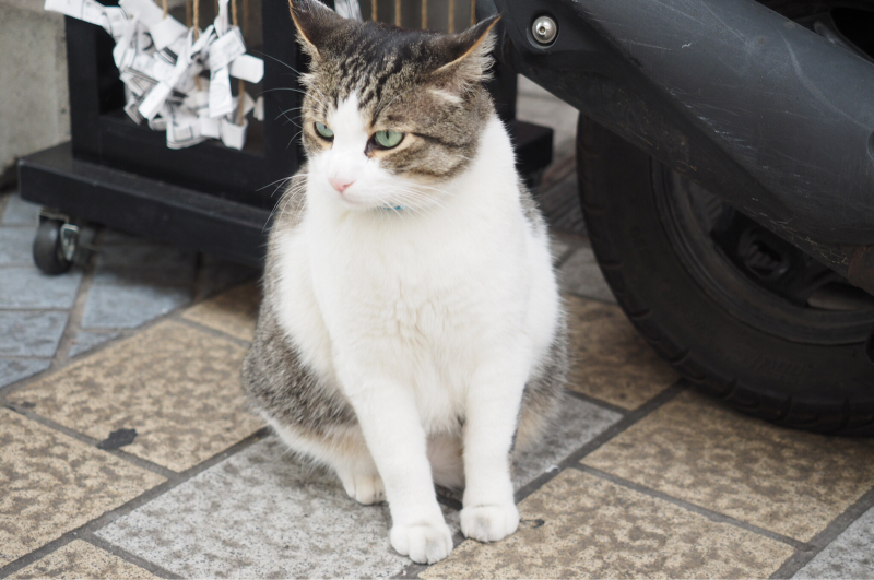 【吾輩は猫】道後温泉ハイカラ通りの看板ネコさん_b0008655_14410604.jpg