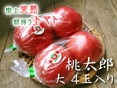 樹上完熟の朝採りトマト 最旬食材!大好評販売中!朝採り収穫の様子を現地取材!_a0254656_16433140.jpg
