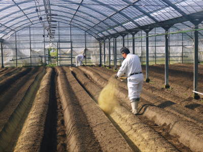 樹上完熟の朝採りトマト 最旬食材!大好評販売中!朝採り収穫の様子を現地取材!_a0254656_17002072.jpg