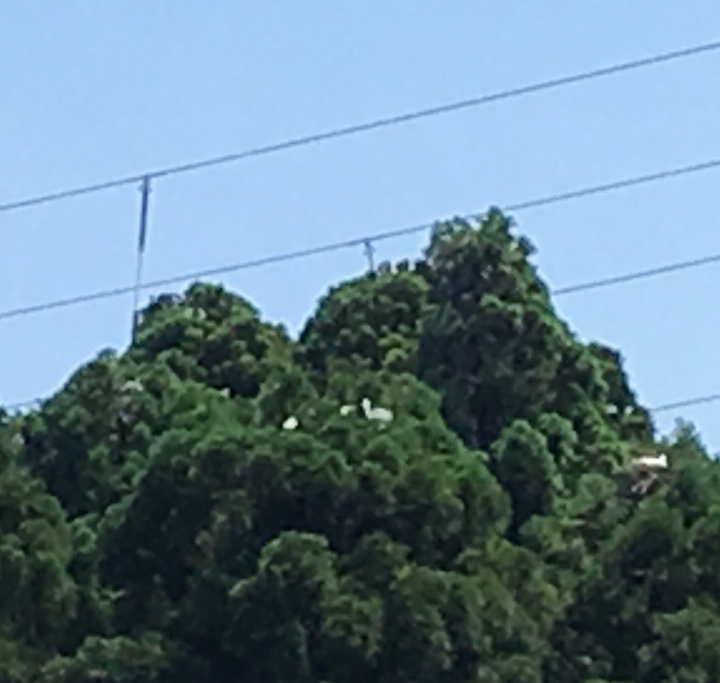 e0082956_06021323.jpeg