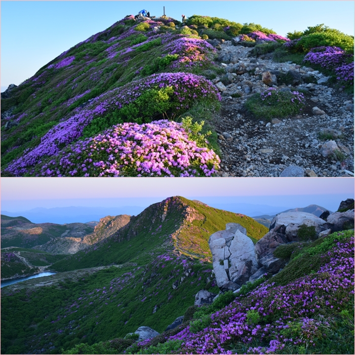 九重六峰満開のミヤマキリシマ・・・最高の宴。_f0016066_3103877.jpg