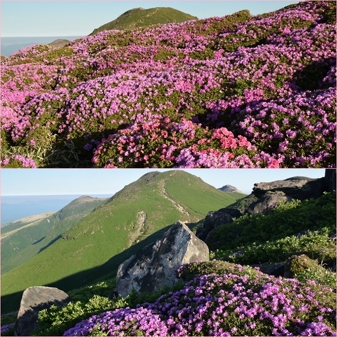 九重六峰満開のミヤマキリシマ・・・最高の宴。_f0016066_322455.jpg