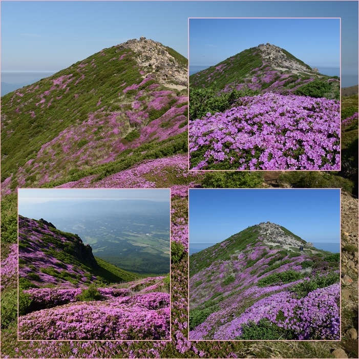 九重六峰満開のミヤマキリシマ・・・最高の宴。_f0016066_4253718.jpg