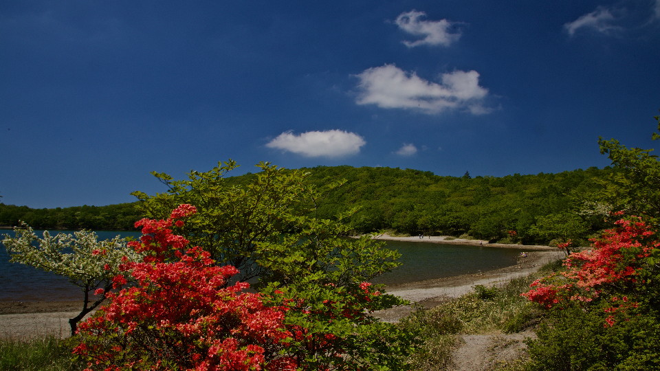 赤城山小沼のツツジ_e0071967_18364149.jpg