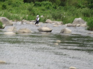 矢作川_b0162372_20051610.jpg