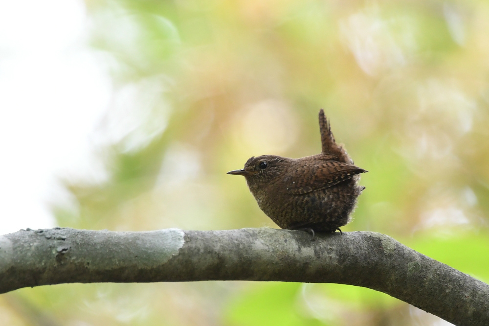 鳴いて教えてくれる ミソサザイ_f0053272_22290487.jpg