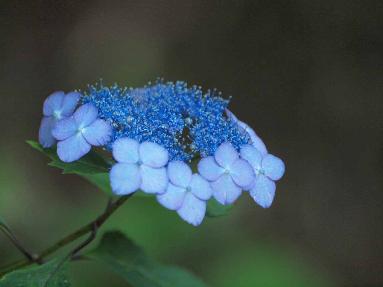 d0054276_20362449.jpg