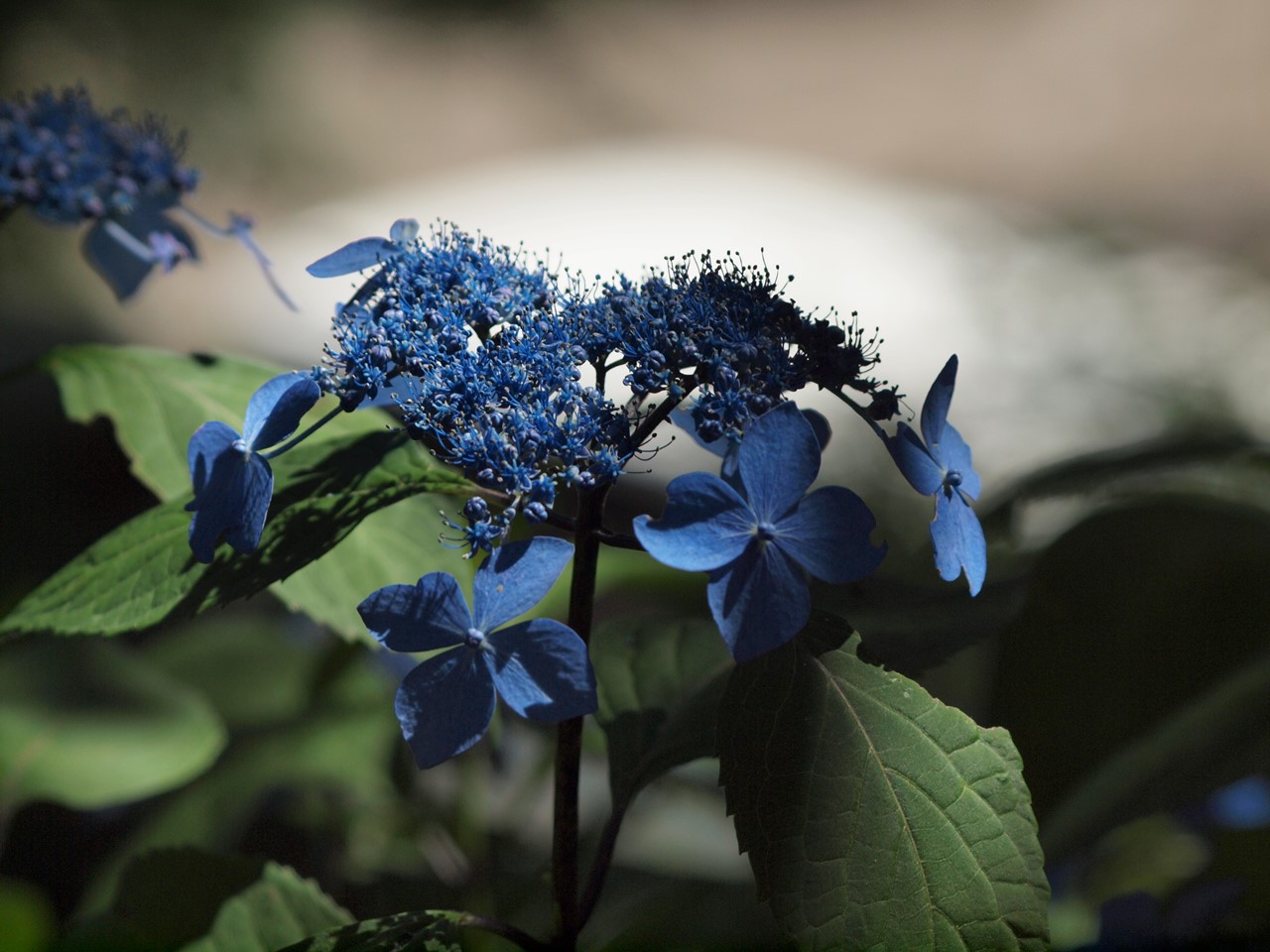 d0054276_2038548.jpg