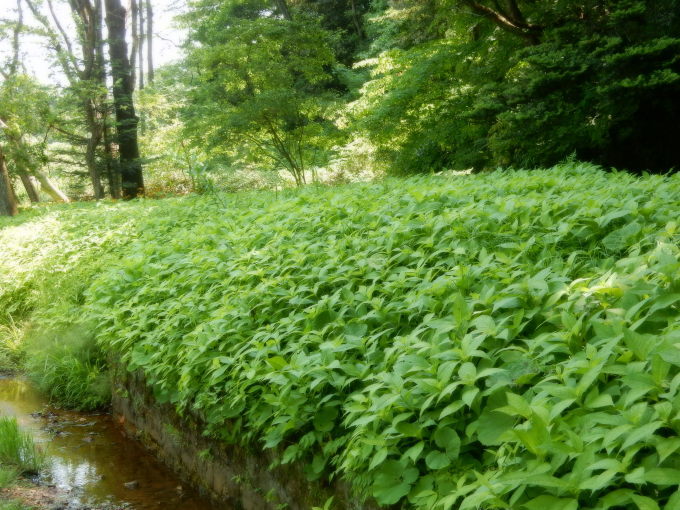 e0355177_08232449.jpg