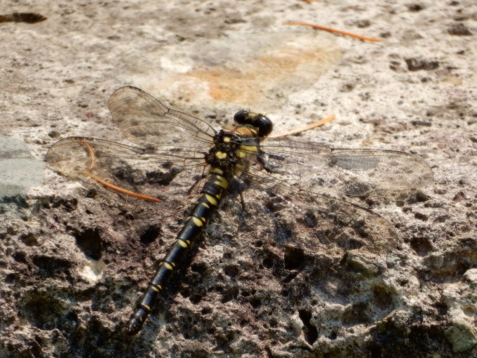 e0355177_08290267.jpg