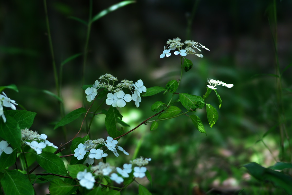 虫を呼ぶしくみ ガクアジサイ 額紫陽花 身近な自然を撮る 虫を呼ぶしくみ ガクアジサイ 額紫陽花 身近な自然を撮る